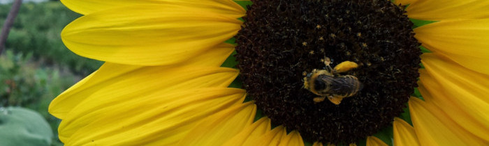 Portland Urban Beekeepers
