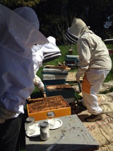 Taking mite counts at Zenger Farm.