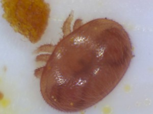 Mites