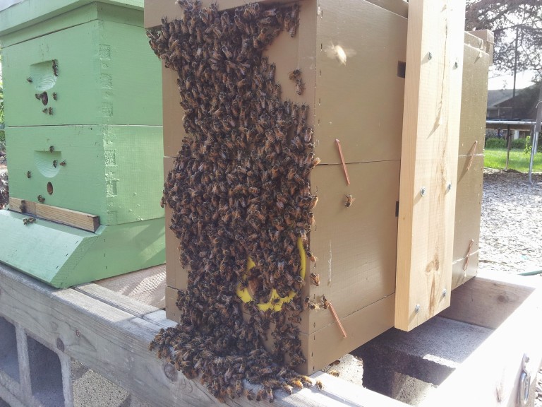 Resource Hives & Overwintering Nucs Portland Urban Beekeepers