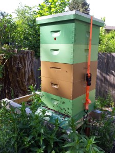 How the overwintered nuc hive looked by June