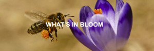 what's-in-bloom