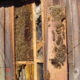 Non-Invasive Trap-Out of Honeybee Colonies or Invasive Removal as needed