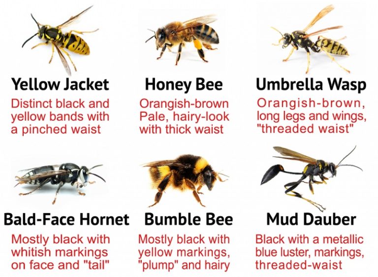Swarms Portland Urban Beekeepers