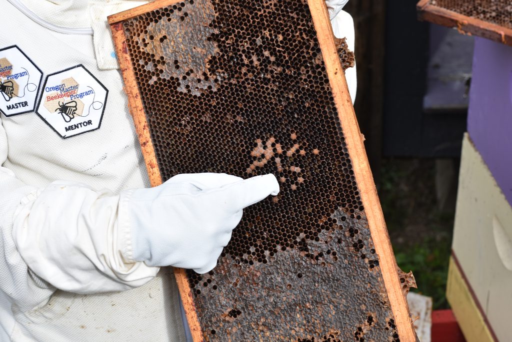 Learning from a deadout. This one went queenless sometime in the fall. You can tell there were laying workers by the drone brood in worker size cells.