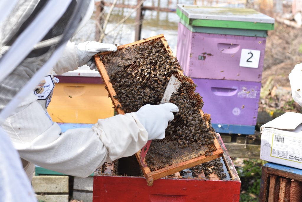 Found eggs and several ages of open larvae on the 2nd frame we pulled. The new beekeepers got a quick peek before we closed them back up.