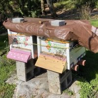 Hive Boxes for Sale