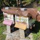 Hive Boxes for Sale